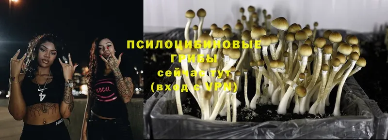 Галлюциногенные грибы MAGIC MUSHROOMS  купить наркоту  shop состав  Корсаков 